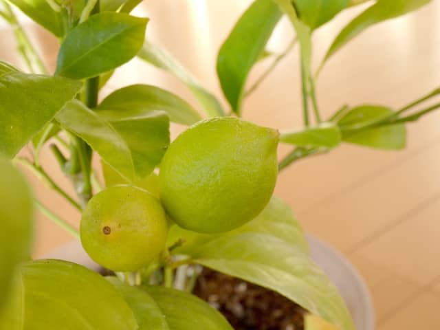 レモンの鉢植え