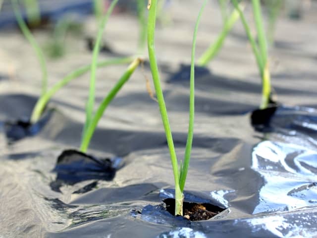 【動画解説付き】タマネギの苗の植え付け時期と方法｜間隔・深さ・水やりなど栽培のコツを詳しく解説！