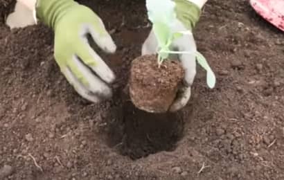 ブロッコリーの苗を植え穴に入れる