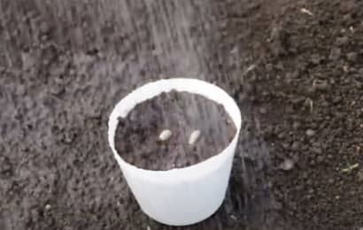 育苗ポットに水をかける