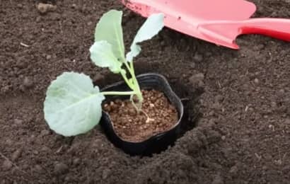 ブロッコリーの苗を植える