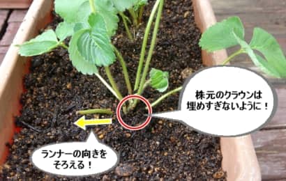 イチゴの苗の植え付け注意点