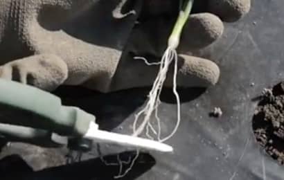 タマネギの苗の根を切る