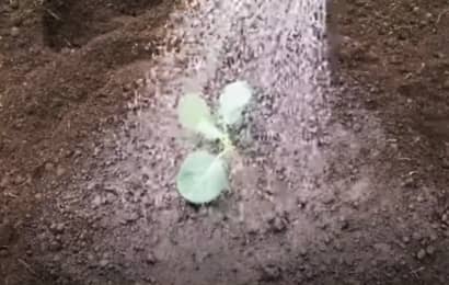 ブロッコリーの苗に水をかける