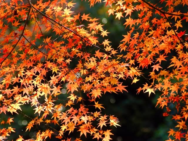 モミジ・カエデの種類を知ろう！紅葉の色や葉や実の形など見分け方の一覧付き｜庭木に人気の種類も紹介