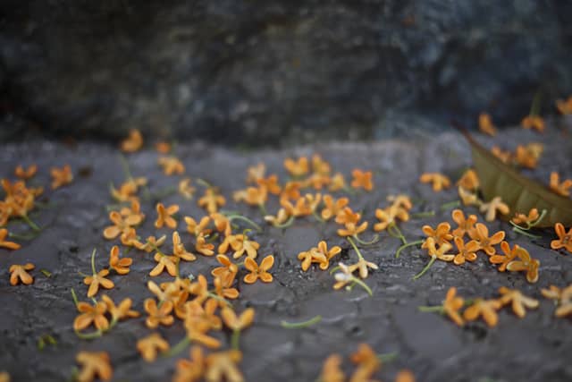 キンモクセイの花と葉