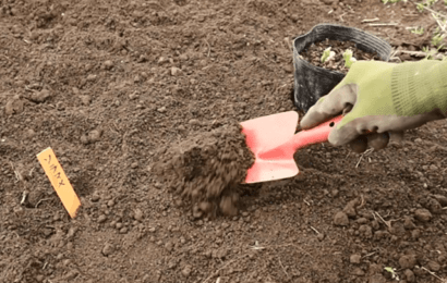 植え穴を掘る