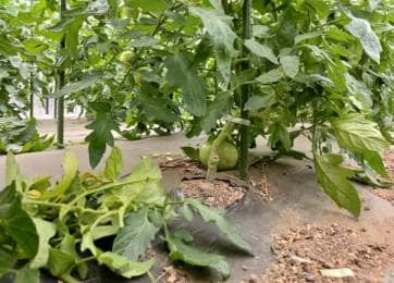 葉かきでトマトの生長を促す 小規模農家が実践する収量アップの秘訣 農業 ガーデニング 園芸 家庭菜園マガジン Agri Pick