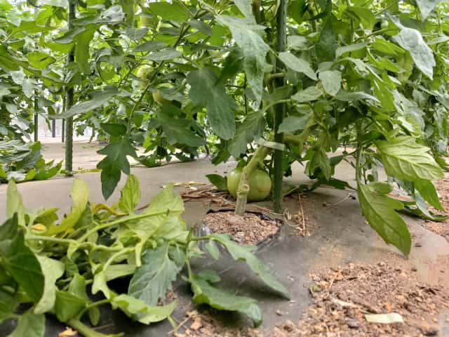 葉かきでトマトの生長を促す【小規模農家が実践する収量アップの秘訣】