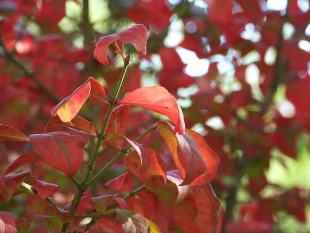 育てやすく美しい紅葉のニシキギ｜花や実、枝の特徴を画像付きで紹介、剪定の仕方など育て方をプロが解説！