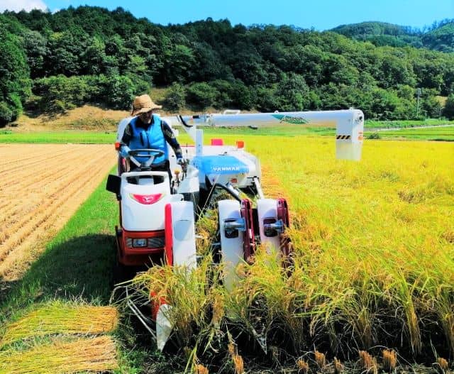 Rootellaを使用した圃場で稲刈を行う西村さん