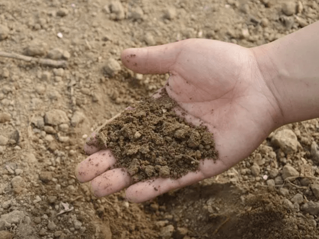 腐植酸を活用して効率的な土壌改良を実現！あらゆる作物に使用できる有機JAS適合資材「恵土」とは
