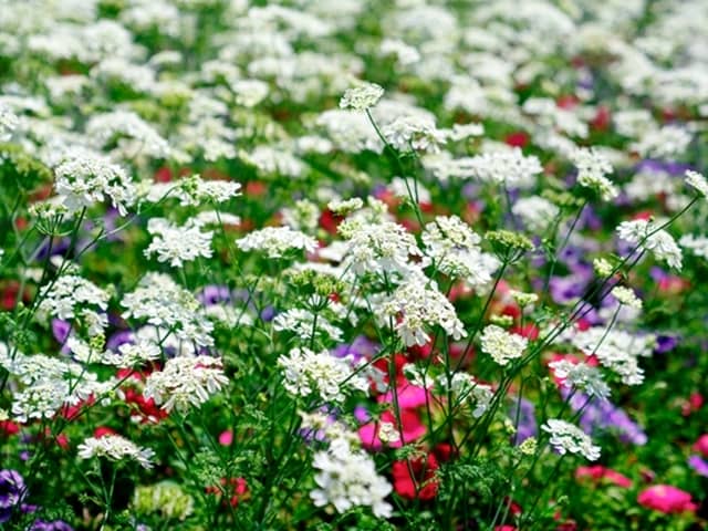 憧れのホワイトガーデンにもおすすめ！可愛い白花が楽しめる植物7選【Garden Story連携企画】