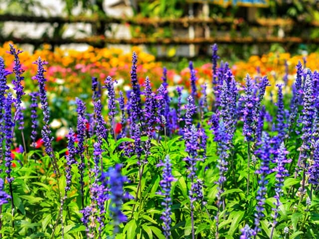 ガーデンに涼を呼ぶ 夏に青い花を咲かせる植物6選【Garden Story連携企画】