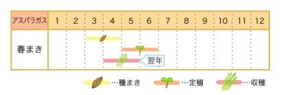 アスパラの栽培カレンダー