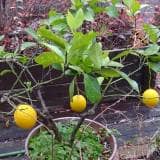 黄色い果実がなったレモンの鉢植え