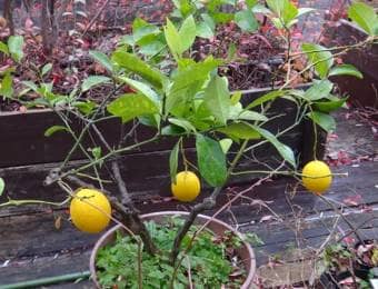 黄色い果実がなったレモンの鉢植え