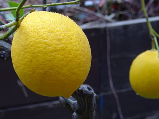 雨に濡れるレモンの果実
