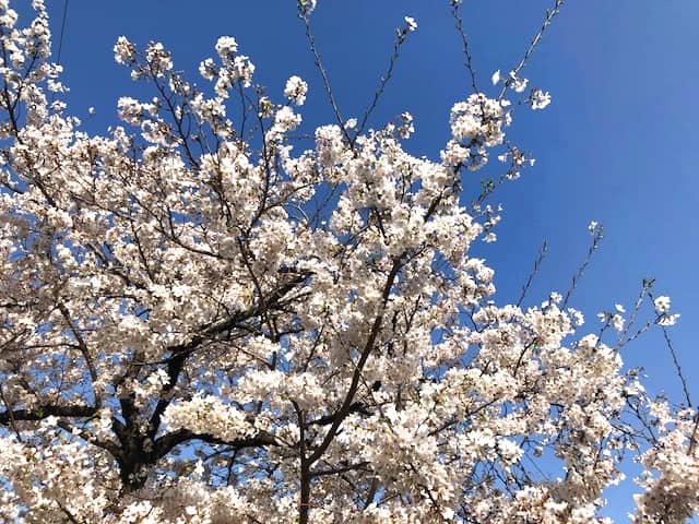 青空の下に咲く桜