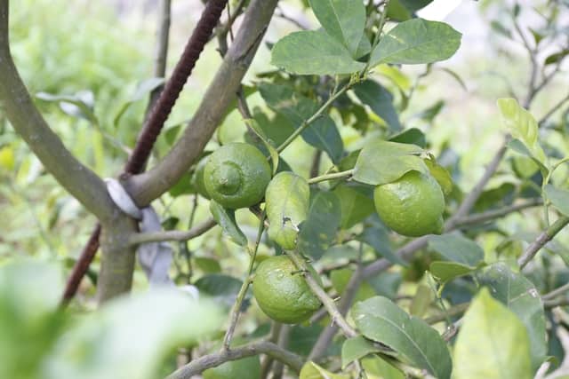 レモンの木にたくさんなっている緑色の果実