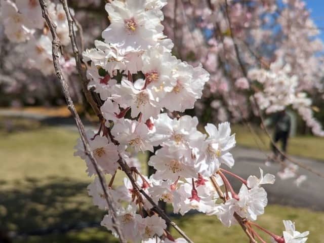 満開の桜のアップ
