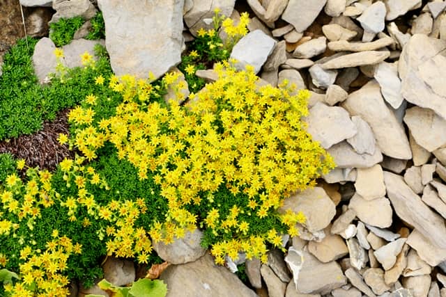 黄色い花を咲かせるセダム