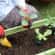 野菜の苗をプランターに植え付ける